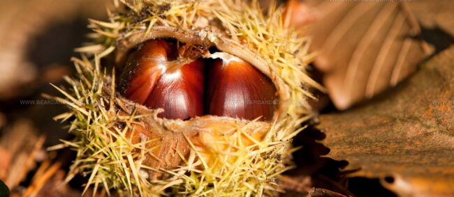 Castanha Da Terra Fria