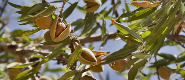Almendra De Mallorca