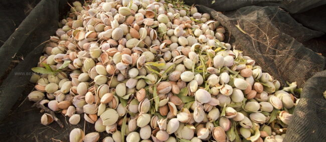 Mandorla Di Toritto