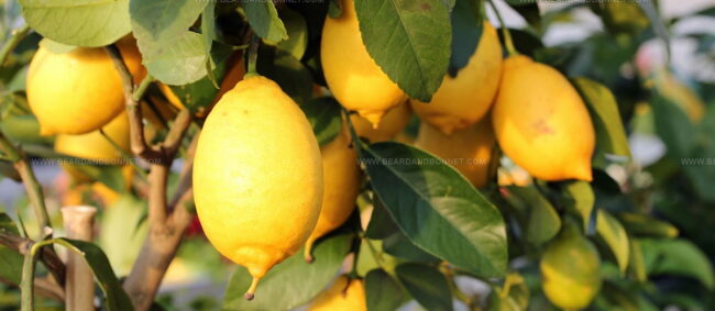 Limone Di Rocca Imperiale