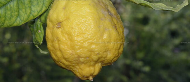 Citron De Menton