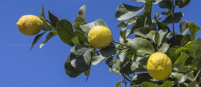 Limone Femminello Del Gargano