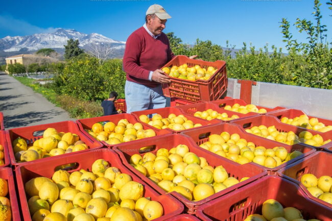 Limone Dell'Etna