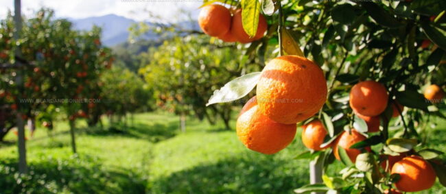 Neretvanska Mandarina