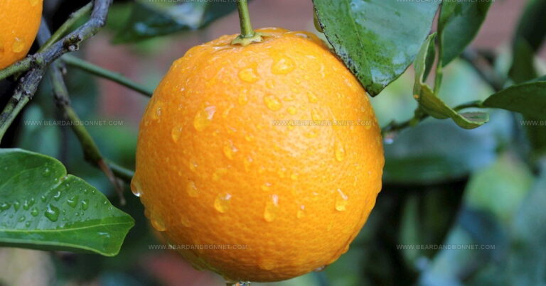 25 Bright and Tangy Seasonal European Citrus Fruits