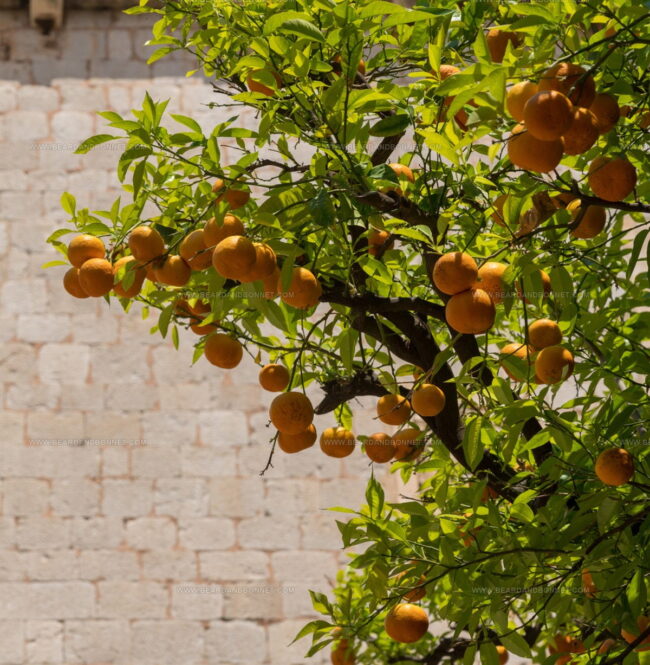 What Are the Most Common Ways Citrus Fruits Are Used in European Cuisine?