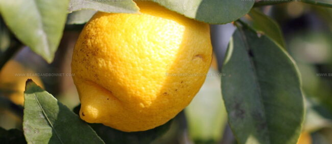 Limone Di Siracusa